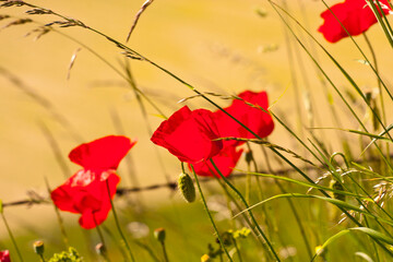 Obraz premium castelluccio di norcia, fioritua