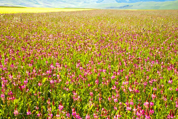 Castelluccio di Norcia, fioritua