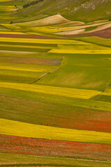 Fototapeta premium Castelluccio di Norcia, fioritua