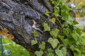 Old fruit tree trunk with Hedera vine growing in a green garden lawn