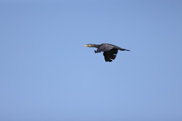 blue heron flying in the sky