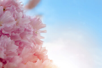 Closeup of Pink Cherry blossom in the spring warm day. Beautiful nature scene with blooming tree and sun flare. Spring flowers. Beautiful Orchard. Springtime Space for text.