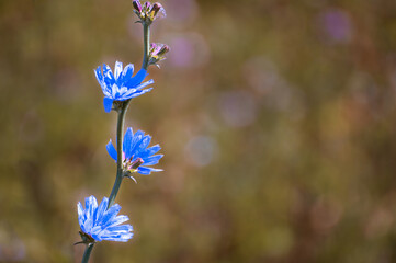 Blue flowers on the field