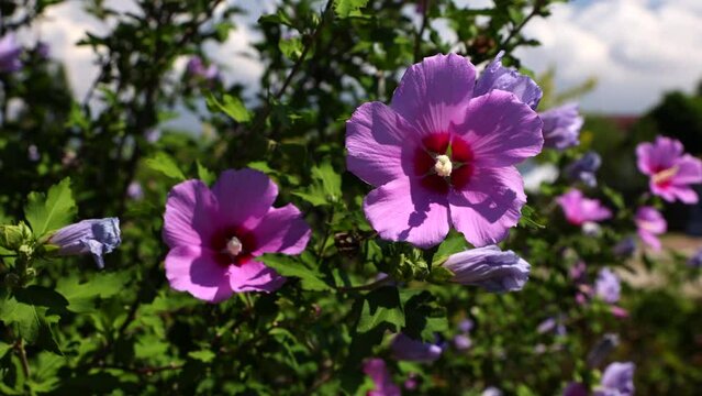Close-up Of The Beautiful Flowers Of The Pink Syrian Hibiscus In The Park On A Windy Summer Day. 4k. ProRes.