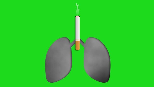 Cigarette smoke making lungs black and canser disease animation isolated on green screen. Consept for stop smoking and social awareness.