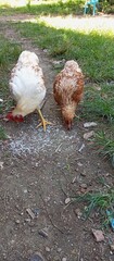 chicken on the ground