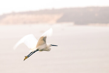 heron