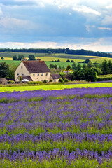 Fototapeta na wymiar Lavender Field Summer Flowers Cotswolds England