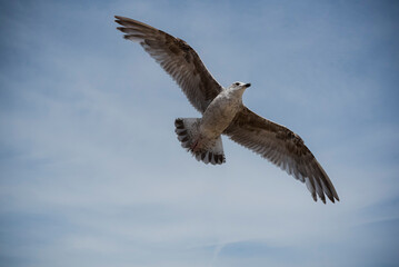 Seagull flies isolated against the sky