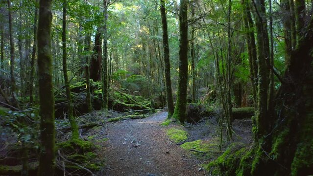 Australia wild forest trekking walk path through woodland of Tasmania