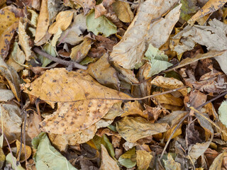 Autumn leaves lie. Leaves background. Autumn leaves lying in the faded foliage.