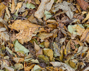 Autumn leaves lie. Leaves background. 