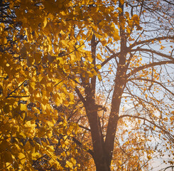 Autumn tree illuminated by sunlight. 