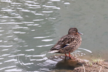 mallard