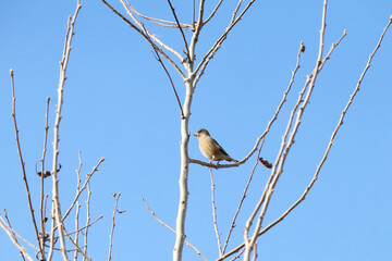 oriental greenfinch