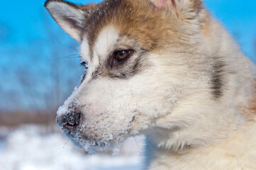 muzzle of a husky breed dog puppy close-up. a puppy on a background of snow and blue sky.