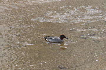 green winged teal