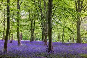 Blue Bells at Wanstead Park in East London