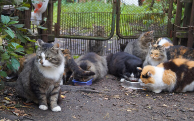 Naklejka na ściany i meble Hungry multicolored stray cats sit on the ground and eat cat food.