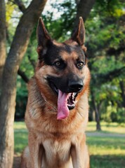 German shepherd with tongue hanging out