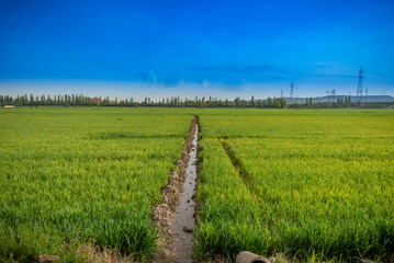 Obraz premium paisaje de campo verde en la naturaleza primaveral en España