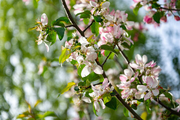 paisaje de campo verde en la naturaleza primaveral	en España