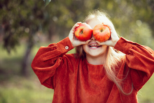 portrait of girl eating red organic apple outdoor. Harvest Concept. Child picking apples on farm in autumn. Children and Ecology. Healthy nutrition Garden Food. Girl holding in front of her face apple