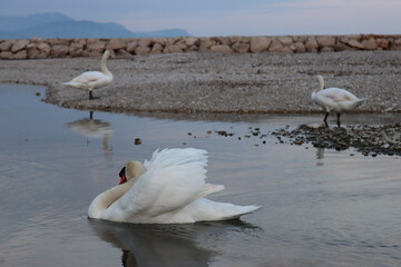swans on the river