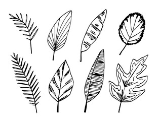 Hand drawn vector illustration with black outline. Set of tropical leaves, jungle plants, vegetation, palm leaf. Nature. Sketch in ink.