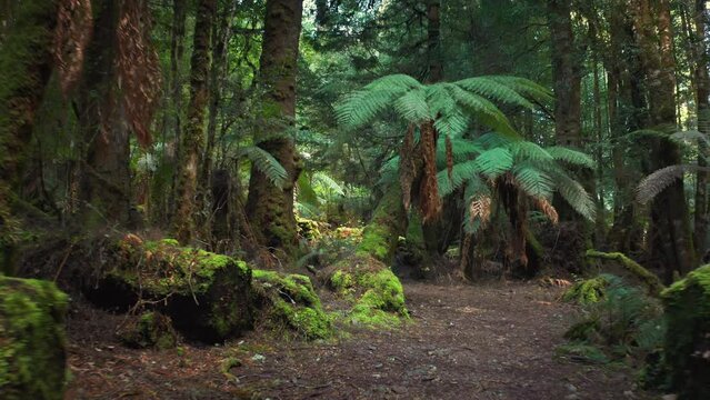 Forest walk path in Tasmania. Hiking trail through jungle in wild Australia