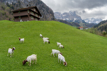 In der Schweiz