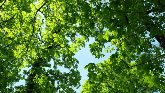 Chestnut trees slowly moving in the wind, springtime, bright green leaves, slow motion, low angle shot.