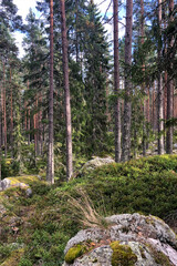 Green pine tree forest in Sweden