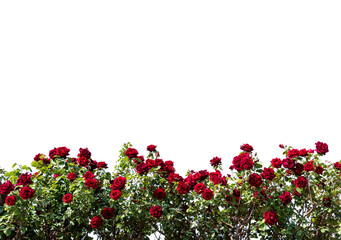 Red rose bush frame isolated on white, copy space, ideal for greeting cards and banner, graphic...