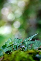 Lierre plante grimpante - nature forêt ombragé