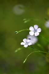 Fleur sauvage macro - prairie campagne Ariège