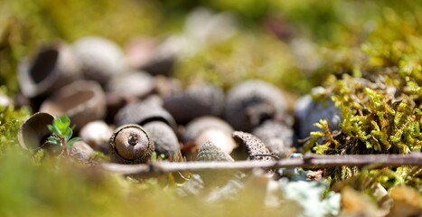 Gland chêne printemps macro