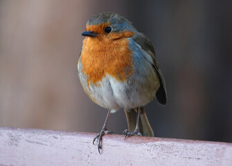 A front view shot of a European robin perching on a wooden fence. 
