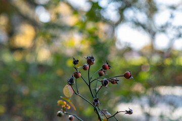 red berries in autumn