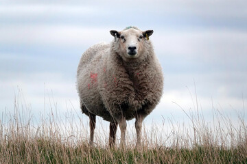 A sheep standing on the grass and facing the camera. 