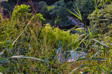 blue and green grass