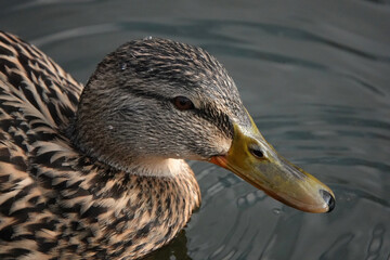 Close-up head shot of a female mallard duck. 
