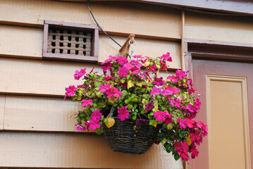 Fototapeta na wymiar Colourful Flowers in Outdoor Hanging Basket beside Timber Wall 