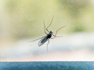 small insect on glass mosquito macro 