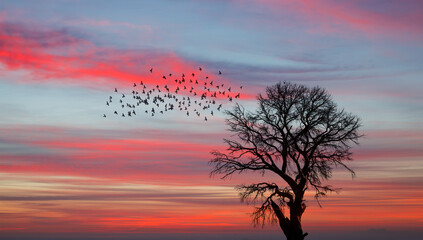 Fototapeta na wymiar Silhouette of birds flying over the lone dead tree at amazing sunset, sun rays in the background