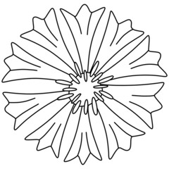 Doodle cornflower on white background 