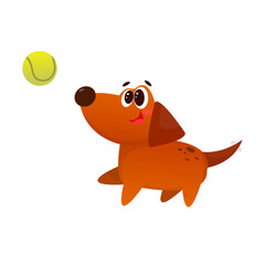 Cute little dog with big eyes trying to catch green ball and wagging its tail. Brown puppy.