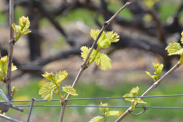 zartes grün im weinberg