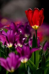 Obraz premium Purple and red Tulips