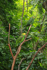 Yellow-headed amazon in Yucatan Peninsula, Mexico